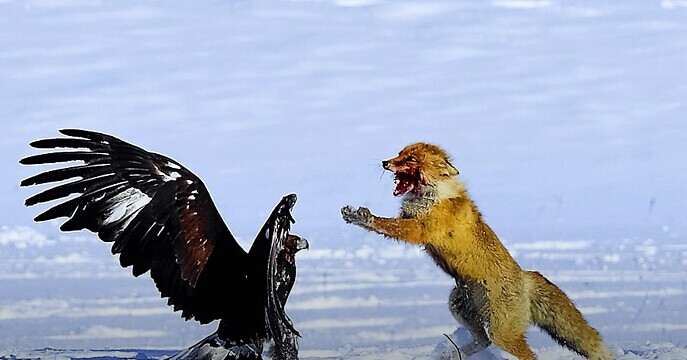 瘋狂之后合并落幕，血雨腥風(fēng)的O2O下一年還有何隱憂？|餐飲界