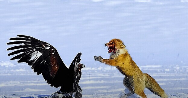  瘋狂之后合并落幕，血雨腥風(fēng)的O2O下一年還有何隱憂？|餐飲界