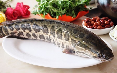 黑魚(yú)的選購(gòu)