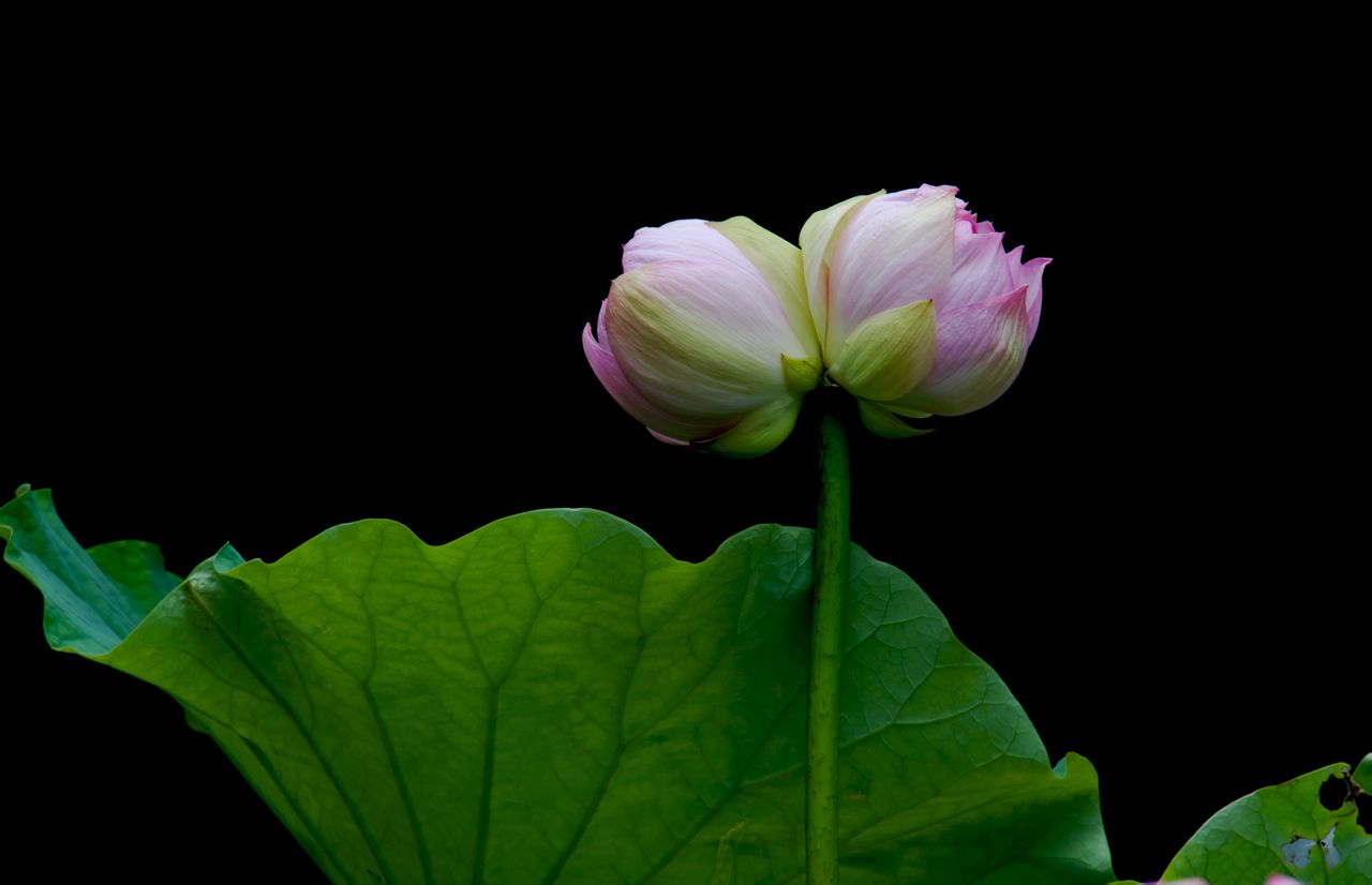 想蹭餐飲“副牌”熱，先選好合適自己的方向 | 剖析