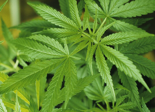 “4大長(zhǎng)壽菜”將蕨菜除名，新成員是火麻