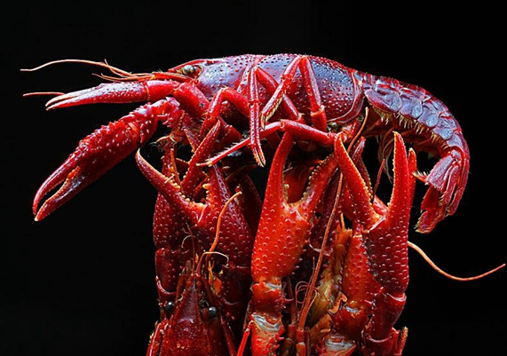 小龍蝦已經(jīng)成為紅海，還適合跟風(fēng)嗎？|餐飲界