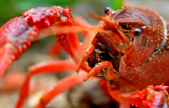 瘋狂的小龍蝦，瘋狂的餐飲業(yè)！這到底怎么了？|餐飲界
