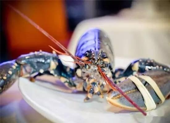 知識(shí)庫(kù)｜200萬(wàn)只龍蝦中才出現(xiàn)1只藍(lán)龍蝦，太矜貴了！|餐飲界