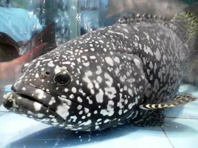 知識庫｜一條魚賣5萬元？餐飲人快來看值不值？