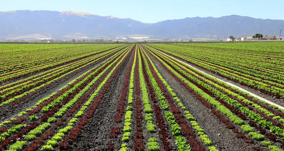 這地方為全美國(guó)“種沙拉”，但工人的餐桌上卻沒(méi)有蔬菜