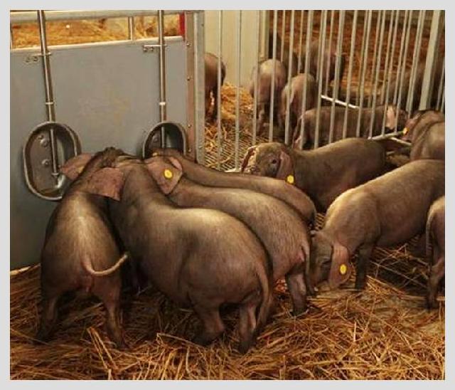 把豬賣出天價，餐飲人都應(yīng)該學(xué)學(xué)丁磊講故事的能力|餐飲界