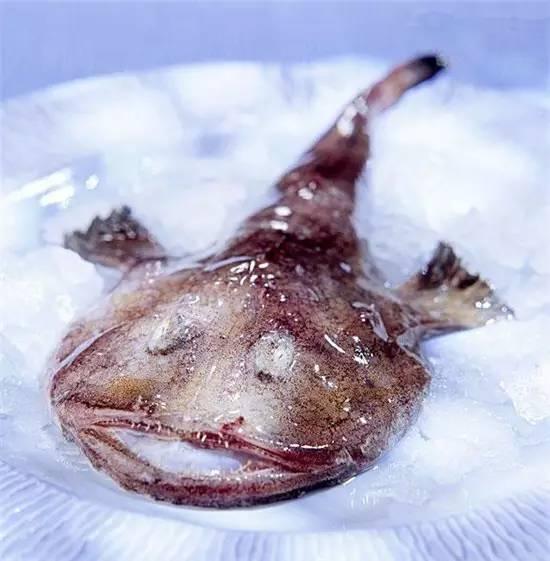 知識(shí)庫｜奇丑卻極美味的魚，餐廳趕緊上新菜！