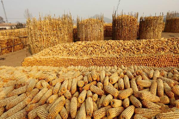 米賤傷餐，“玉米城市”餐飲預(yù)警！