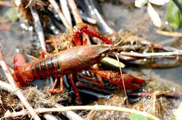 小龍蝦供應(yīng)鏈源頭大比拼，產(chǎn)地之爭到底在爭什么？|餐飲界