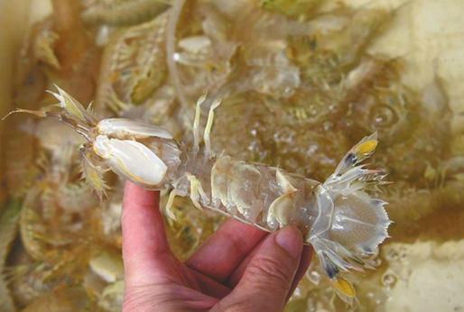 人為注膠讓皮皮蝦增重？專家辟謠:那是蝦黃和蝦膏