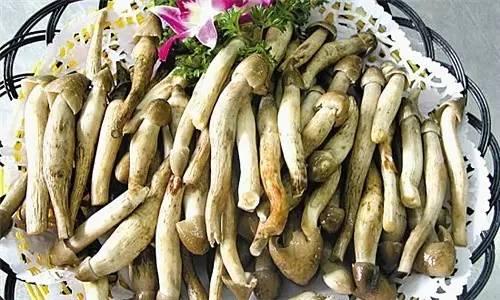 荔枝菌，可遇不可求的“嶺南菌王”