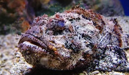 知識庫｜如何處理、烹飪世界最毒的海魚？