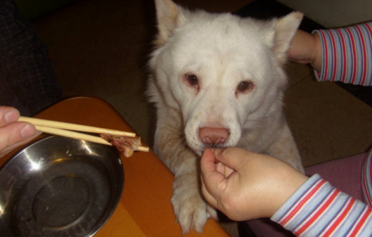 鹽城一對青年男女帶狗進餐廳吃飯 用筷子喂狗惹人反感