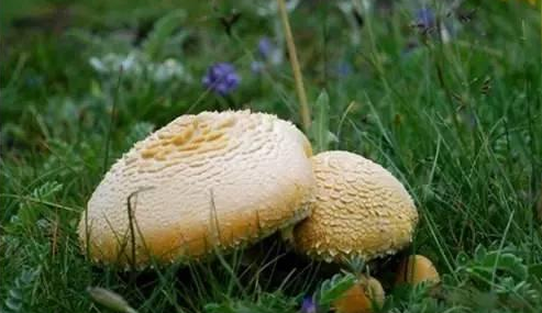 知識庫｜讓慈禧都贊嘆不已的食材，餐廳菜牌趕緊加上