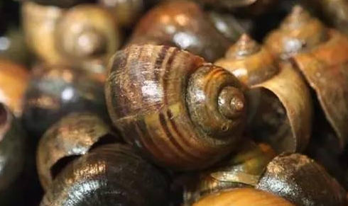 餐廳出售福壽螺就是黑心商家？這個(gè)鍋我們不背！