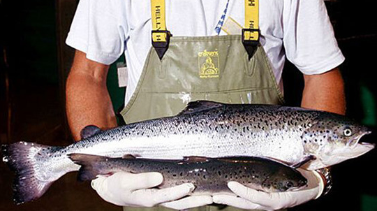 轉(zhuǎn)基因三文魚(yú)來(lái)了，長(zhǎng)肉速度快了一倍