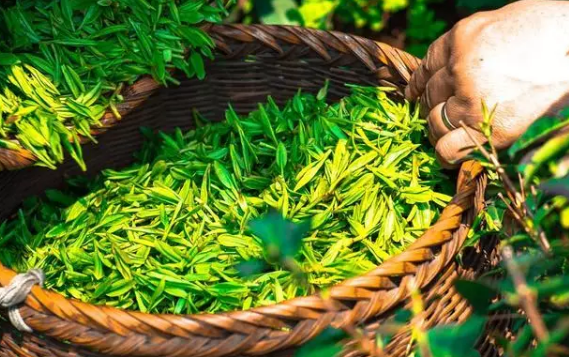 國(guó)內(nèi)茶飲市場(chǎng)突破千億，如何把握時(shí)機(jī)開(kāi)一家茶飲店