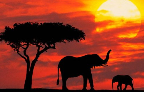 追逐野生動(dòng)物的足跡，體驗(yàn)一場(chǎng)狂野的肯尼亞美食之旅