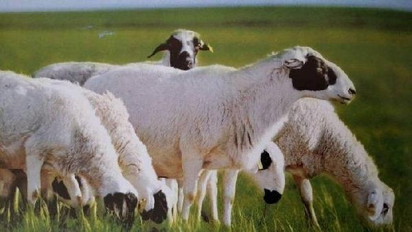 蒙地鮮蔬羊肉，為餐飲企業(yè)量身定制的羊肉新品類