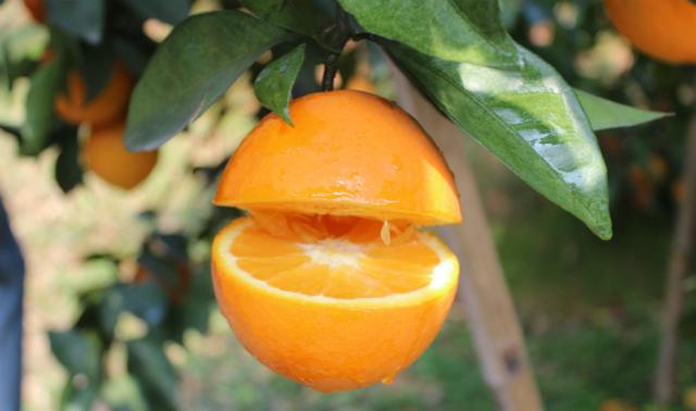 江西贛南臍橙：一種嘗了就想拔草的甜鮮橙！