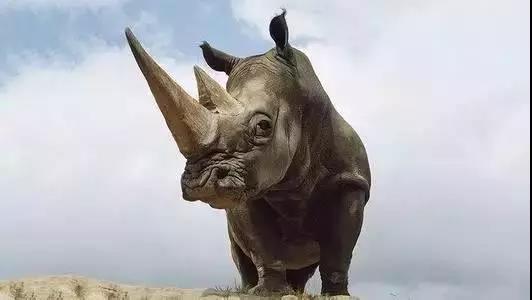 餐飲業(yè)最大的“灰犀?！?，你不可不重視！|餐飲界