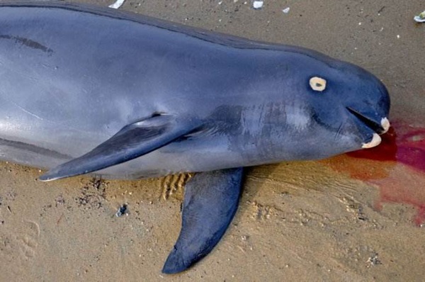 山東威海一餐廳宰殺江豚，結(jié)果悲劇了....