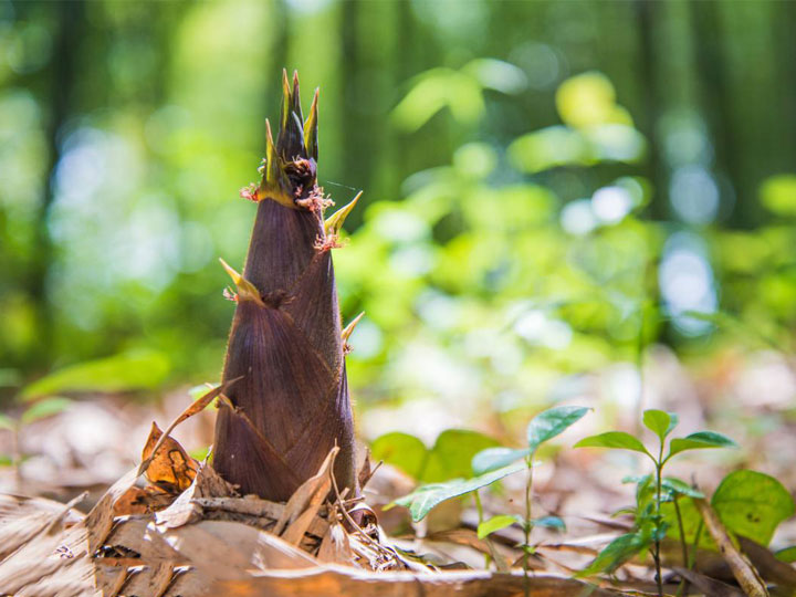 吃膩了麻辣鮮香的火鍋，不妨來嘗嘗這些春天的美食解解葷