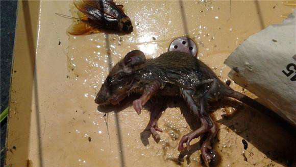 活老鼠蹦進火鍋里，餐廳負責人：與餐廳無關(guān)，是顧客把老鼠嚇的