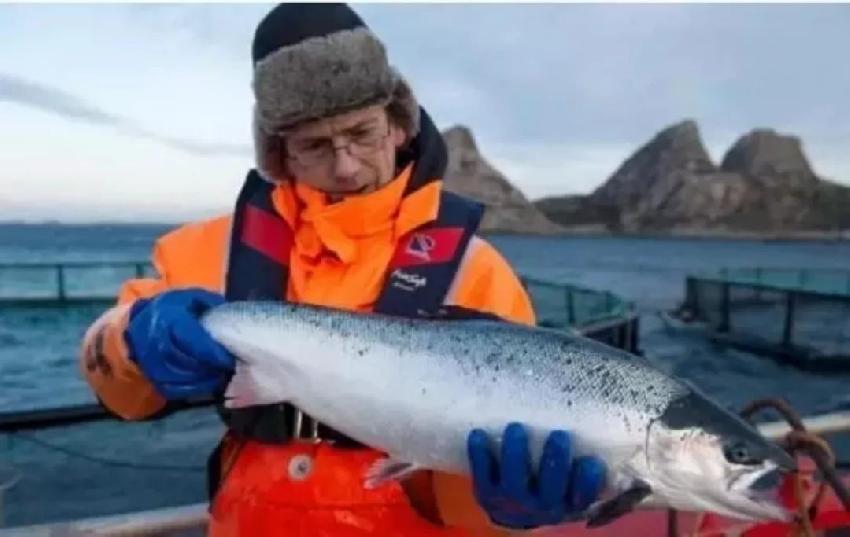 虹鱒魚是不是“三文魚”？一大波爭議正在路上