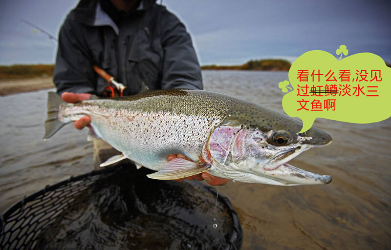 媒體評(píng)三文魚(yú)團(tuán)體標(biāo)準(zhǔn)：切莫成行業(yè)保護(hù)傘和幫兇