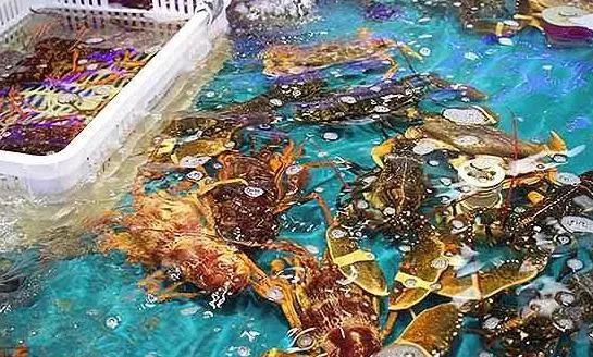 海鮮之戰(zhàn)：上半場(chǎng)活鮮炒作已曲終，下半場(chǎng)冷凍海鮮厚積薄發(fā)？|餐飲界