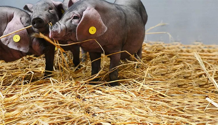 網(wǎng)紅味央豬尋找全球廚房合伙人：我有肉，你有廚房嗎？ | 熱點(diǎn)