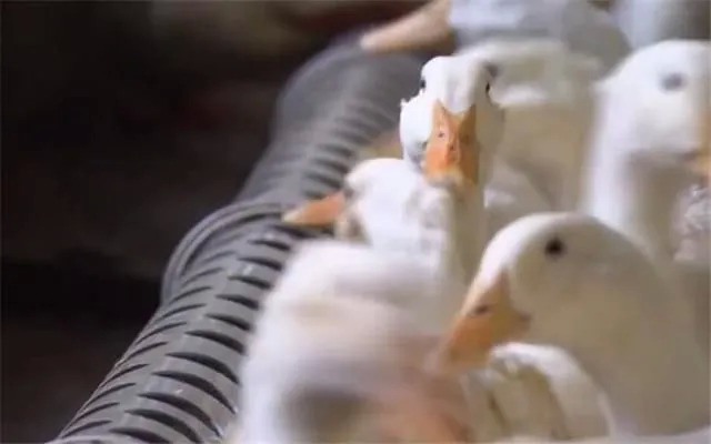 今晚20:00鴨品類專場(chǎng)直播：探尋鴨類新消費(fèi)場(chǎng)景！