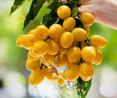 奈雪&喜茶爆火油柑與黃皮背后，是新茶飲鐵打的“模仿”圈！|餐飲界