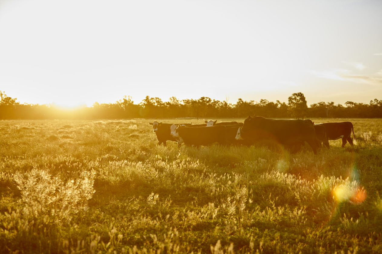 打造冬日美好生活！澳洲牛羊肉菜譜征集大賽圓滿收官！