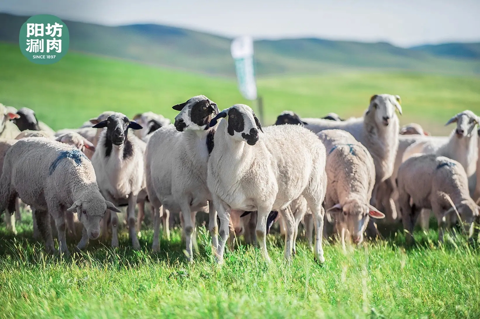 好羊肉才敢清水涮，在陽(yáng)坊涮肉品嘗正宗老北京涮肉精髓