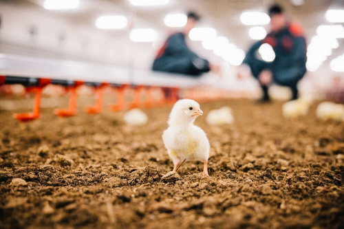 高品質(zhì)的芬蘭無抗生素雞肉品牌Atria阿特?；?qū)⒊蔀橹袊M(fèi)者的健康新選擇
