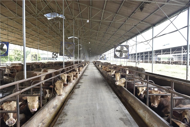 牽好“牛鼻子” 做強牛產業(yè) 鍋圈單品單廠模式背后的產業(yè)路徑