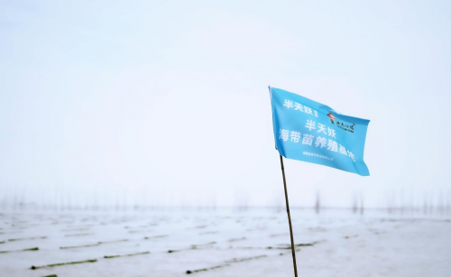 霞浦海帶苗豐收季：半天妖助力產(chǎn)業(yè)騰飛，守護(hù)“舌尖上的鮮嫩”