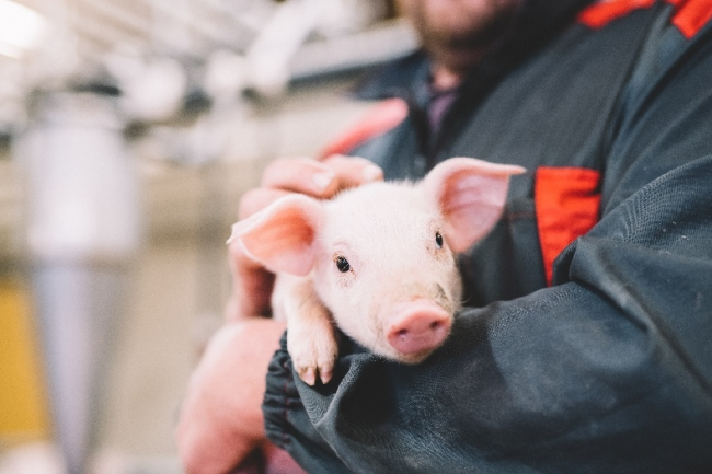 芬蘭無抗生素肉品專家Atria阿特睿教你挑肉小妙招：買肉不能只看肉質(zhì)，還要看動物福利標(biāo)準(zhǔn)|餐飲界